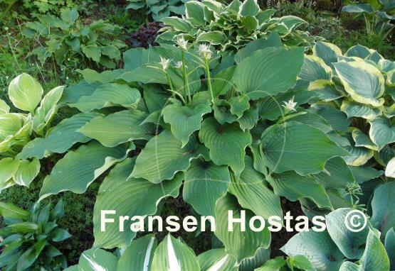 Hosta Colossal